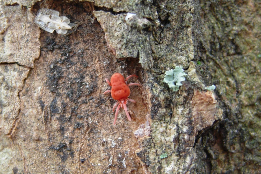 Allothrombium sp.
